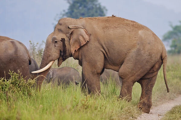Masth Indian  /  Asian Elephant, Corbett National Park, India