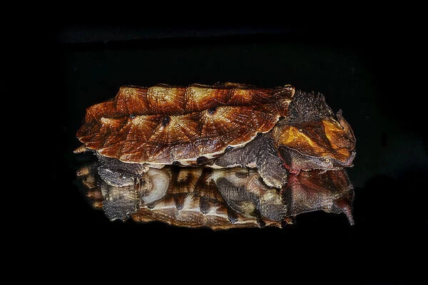 Mata mata turtle reflected on reflective surface, native to South America