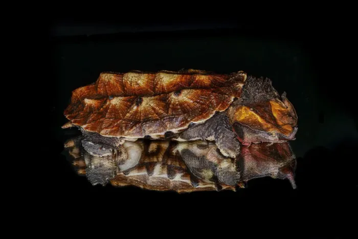 Framed Print : Mata mata turtle reflected on reflective surface, native to South America