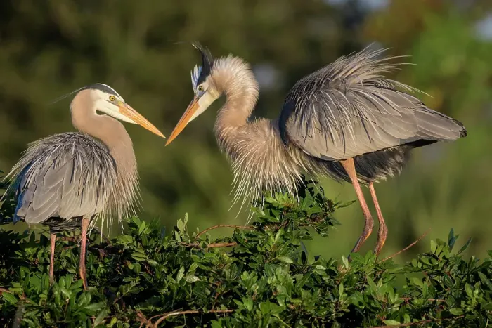 Framed Print : Mated pairs of great blue herons often reinforce their bond by displaying ruffled plume feathers and intimate postures towards each other
