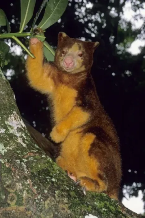 Framed Print : Matschies Tree Kangaroo, (Dendrolagus matschiei), Papua New Guinea Framed Print : Matschies Tree Kangaroo, (Dendrolagus matschiei), Papua New Guinea