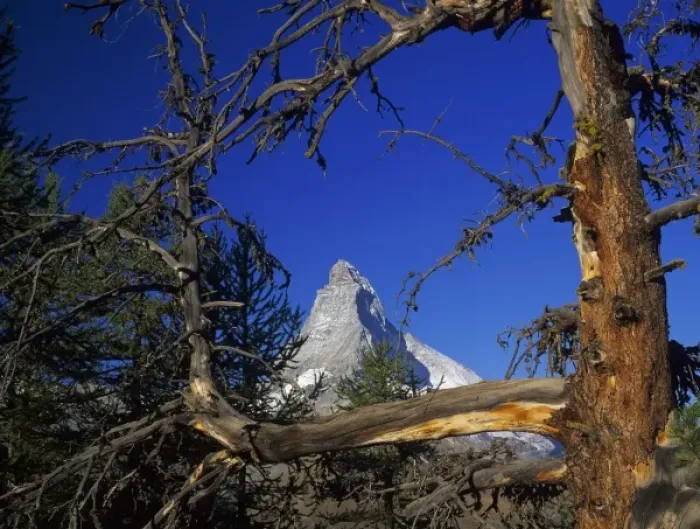 Framed Print : Matterhorn and larch tree, Zermatt, Swiss Alps, Switzerland Framed Print : Matterhorn and larch tree, Zermatt, Swiss Alps, Switzerland