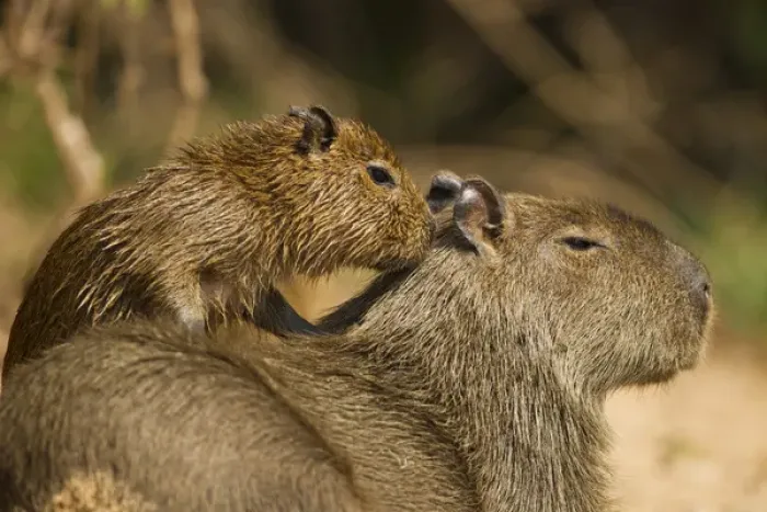 Framed Print : Matto Grosso, Pantanal, Brazil, South America, Capybara, Hydrochaeris hydrochaeris Framed Print : Matto Grosso, Pantanal, Brazil, South America, Capybara, Hydrochaeris hydrochaeris