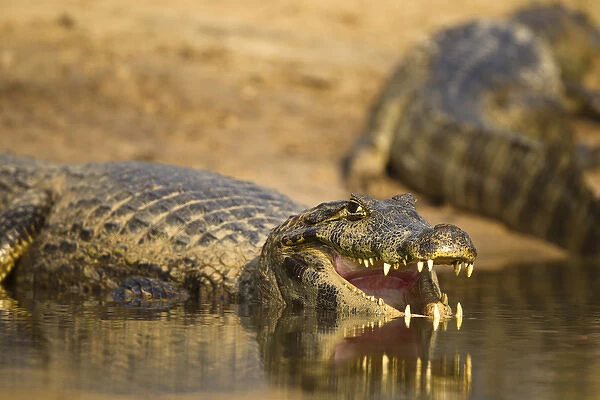 Matto Grosso, Pantanal, Brazil, South America, Spectacled Caiman, Caiman crocodilus