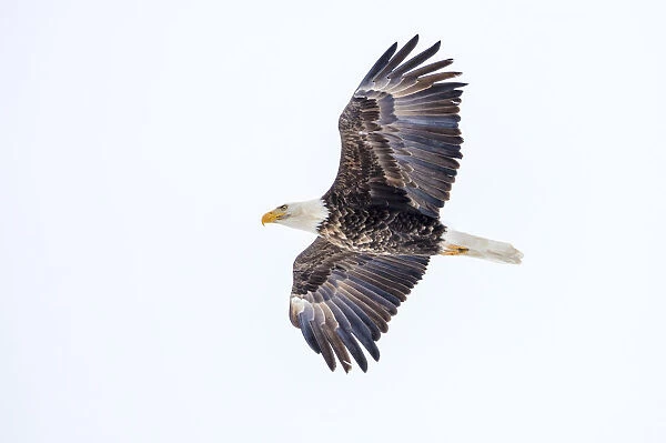 Mature bald eagle in flight at Ninepipe WMA near Ronan, Montana, USA