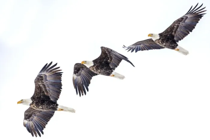 Framed Print : Mature bald eagle in flight sequence at Ninepipe WMA near Ronan, Montana, USA digital