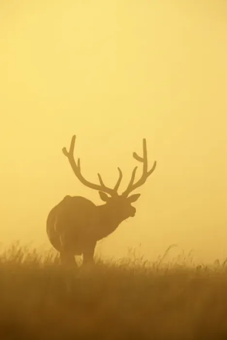 Framed Print : Mature Bull Elk in the dawn fog at Fort Niobrara NWR in Nebraska Framed Print : Mature Bull Elk in the dawn fog at Fort Niobrara NWR in Nebraska