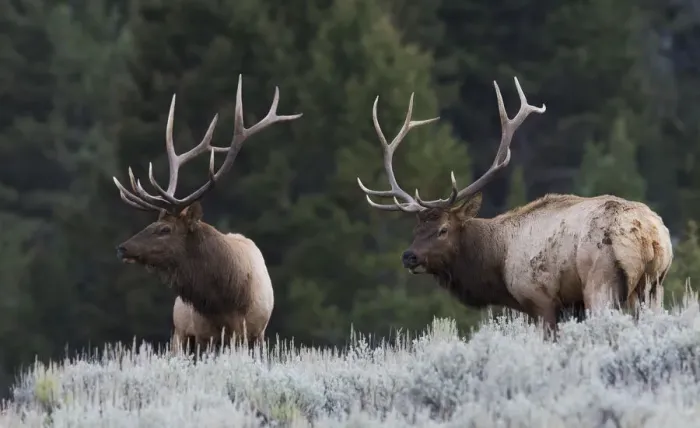Framed Print : Mature Elk Bulls sizing one another up Framed Print : Mature Elk Bulls sizing one another up