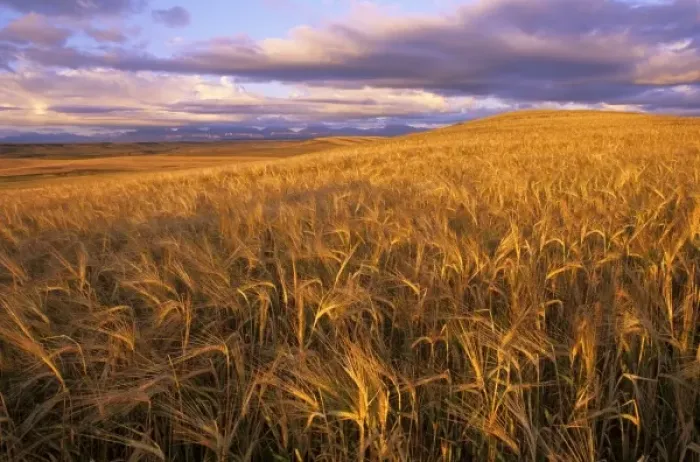 Framed Print : Mature field of barley along the Rocky Mountain Front near Dupuyer Montana Framed Print : Mature field of barley along the Rocky Mountain Front near Dupuyer Montana