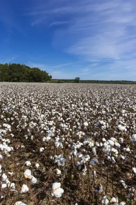 Framed Print : Mature filed of cotton near Tishomingo, Mississippi, USA