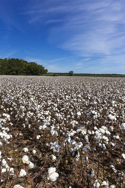 Mature filed of cotton near Tishomingo, Mississippi, USA