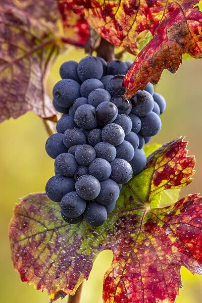 Mature pinot noir grapes on the vine at Yamhill Valley Vineyards near McMinnville, Oregon, USA