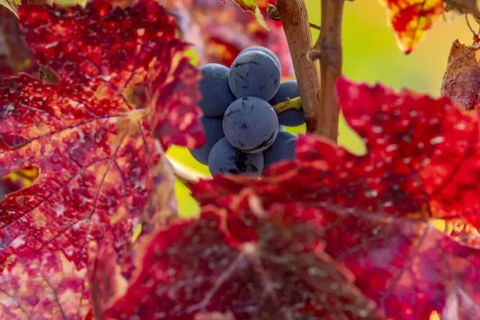 Framed Print : Mature pinot noir grapes on the vine at Yamhill Valley Vineyards near McMinnville, Oregon, USA