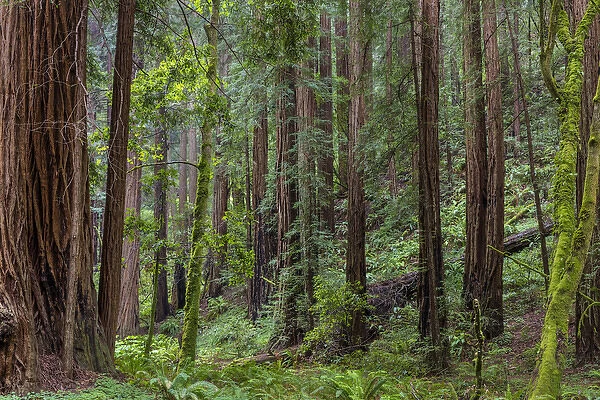 Mature redwood forest in Muir Woods National Monument in Mill Valley, California, USA