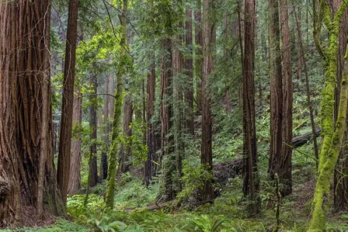 Framed Print : Mature redwood forest in Muir Woods National Monument in Mill Valley, California, USA Framed Print : Mature redwood forest in Muir Woods National Monument in Mill Valley, California, USA