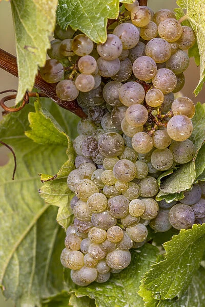 Mature Riesling grapes on the vine at Yamhill Valley Vineyards near McMinnville, Oregon, USA