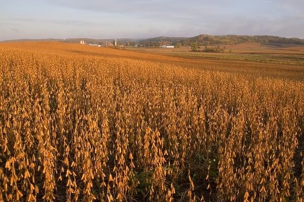 Mature soybean field near Chippewa Falls Wisconsin