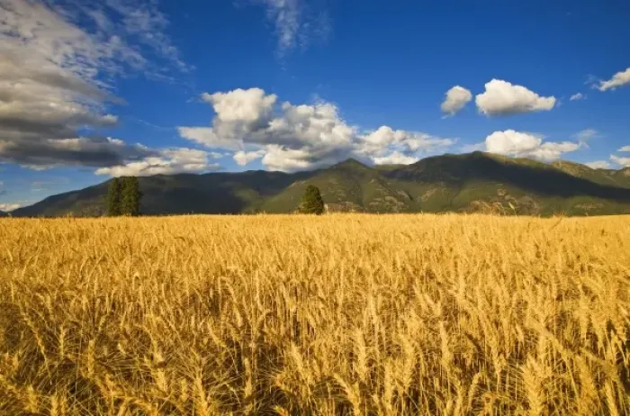 Framed Print : Mature stand of wheat sits below the Swan Mountain Range in the Flathead Valley of