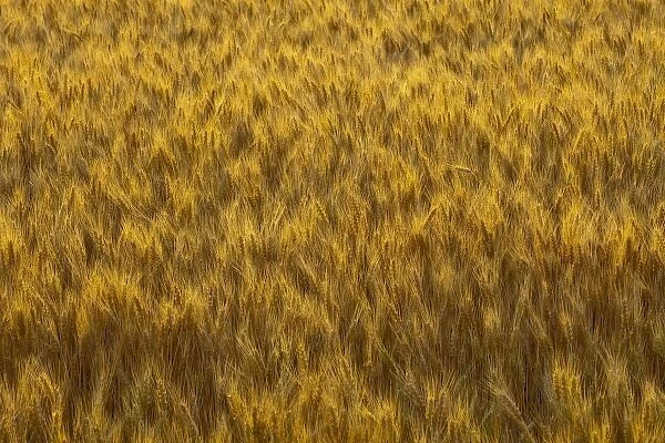 Mature wheat heads in the Palouse of Washington