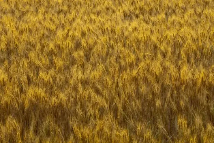 Framed Print : Mature wheat heads in the Palouse of Washington Framed Print : Mature wheat heads in the Palouse of Washington