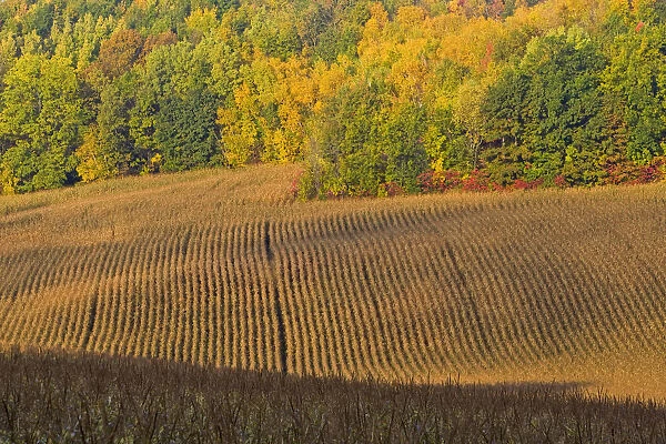 Maturing corn field near Chippewa Falls Wisconsin