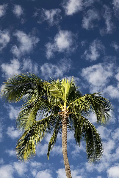 Maui, Hawaii. Palm trees with white clouds and blue sky