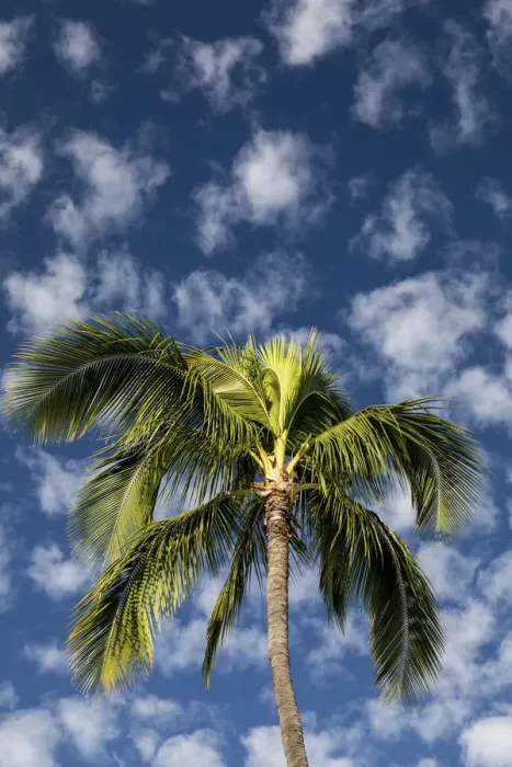 Framed Print : Maui, Hawaii. Palm trees with white clouds and blue sky