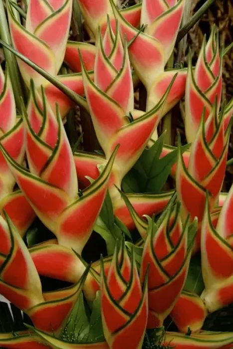Framed Print : Maui, Hawaii, United States. Ginger plant