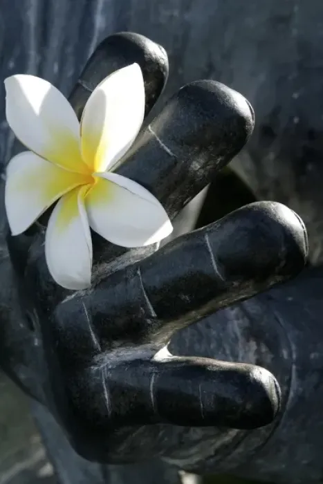 Framed Print : Maui, Hawaii, United States. White dendrobium orchid and hand of buddha statue Framed Print : Maui, Hawaii, United States. White dendrobium orchid and hand of buddha statue