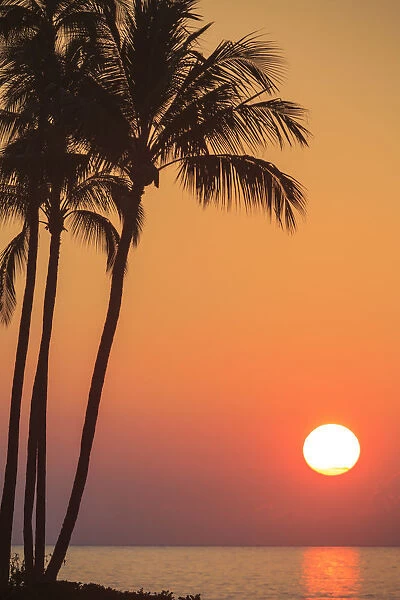 Maui, Hawaii, USA. Palm trees in the sunset