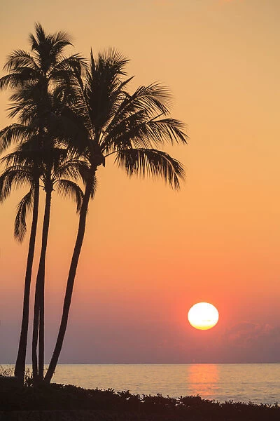 Maui, Hawaii, USA. Palm trees at sunset