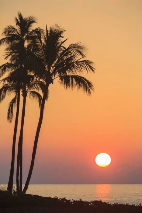 Framed Print : Maui, Hawaii, USA. Palm trees at sunset