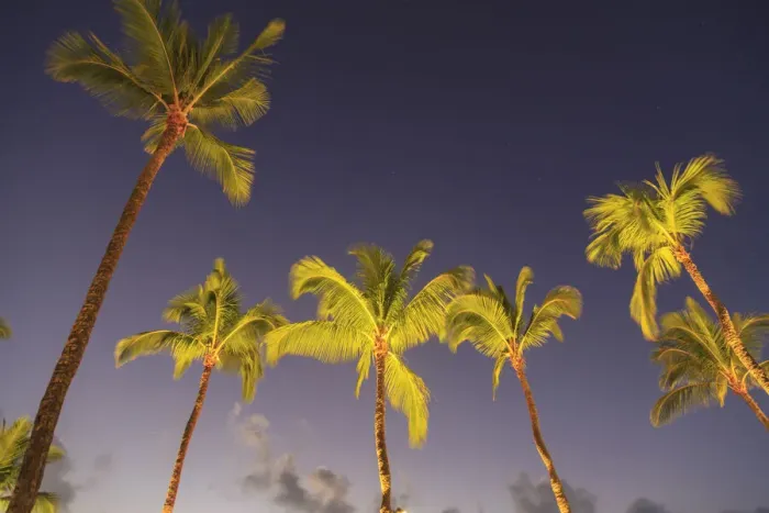 Framed Print : Maui, Hawaii, USA. Palm trees at sunset