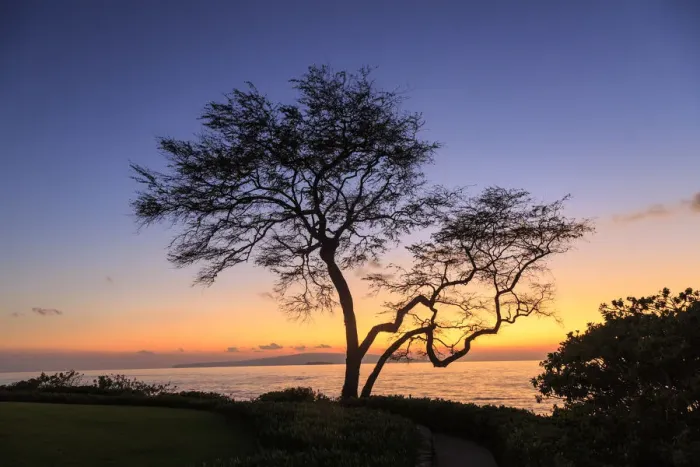 Framed Print : Maui, Hawaii, USA. Trees by the ocean at sunset Framed Print : Maui, Hawaii, USA. Trees by the ocean at sunset