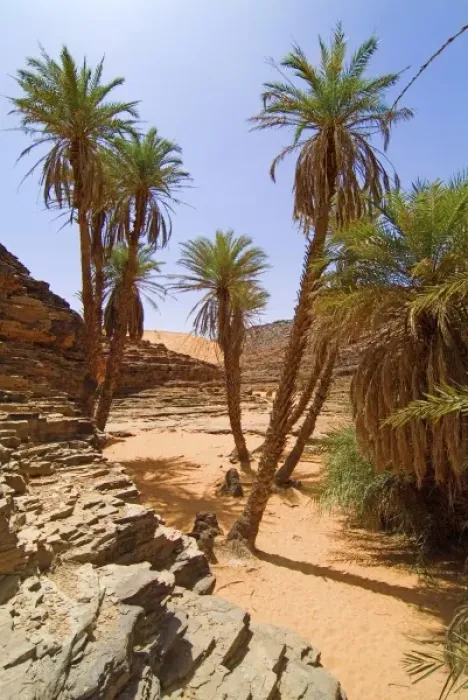 Framed Print : Mauritania, Adrar, Terjit oasis, Vertical view Framed Print : Mauritania, Adrar, Terjit oasis, Vertical view