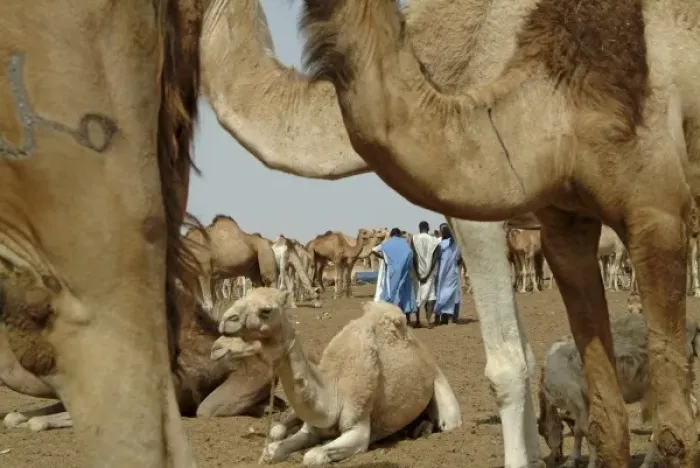 Framed Print : Mauritania, Nouakchott, Dromedaries in the animals market