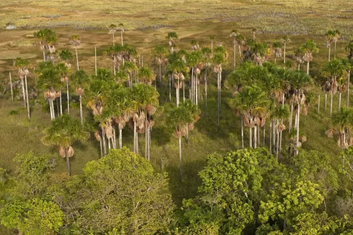 Framed Print : Mauritia Palm (Mauritia flexuosa) Aerial views over Savannah Rupununi Framed Print : Mauritia Palm (Mauritia flexuosa) Aerial views over Savannah Rupununi