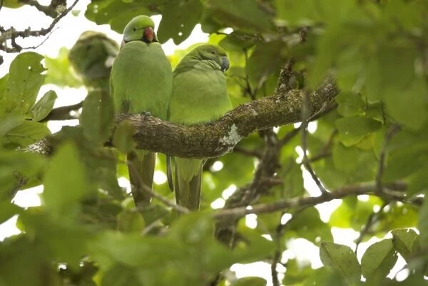 Mauritius, Black River Gorges. The Mauritius Echo parakeet, Psittacula eques, is