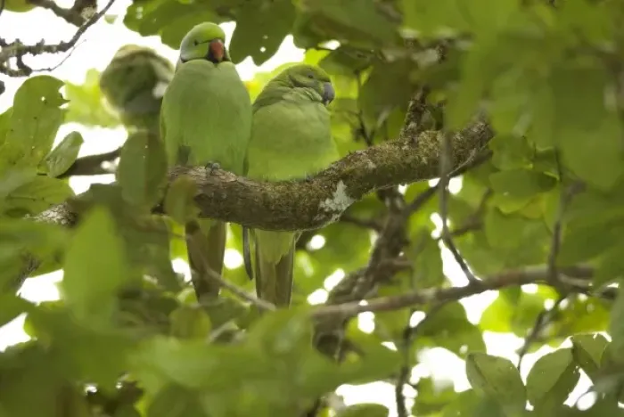 Framed Print : Mauritius, Black River Gorges. The Mauritius Echo parakeet, Psittacula eques, is