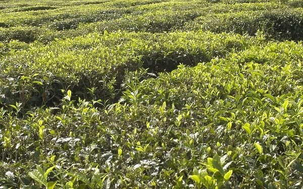 Mauritius. Bois Cheri Tea Estate produces 7 different types of black tea