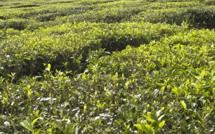 Framed Print : Mauritius. Bois Cheri Tea Estate produces 7 different types of black tea Framed Print : Mauritius. Bois Cheri Tea Estate produces 7 different types of black tea