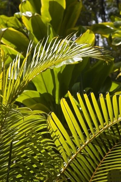Mauritius, Central Mauritius, Moka, palm fronds