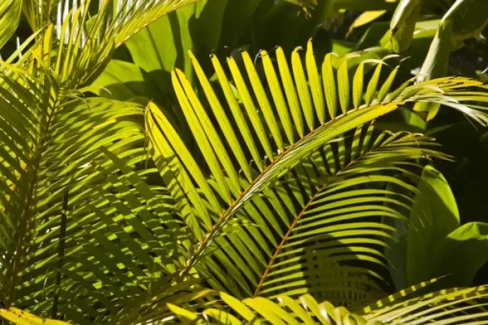 Framed Print : Mauritius, Central Mauritius, Moka, palm fronds Framed Print : Mauritius, Central Mauritius, Moka, palm fronds