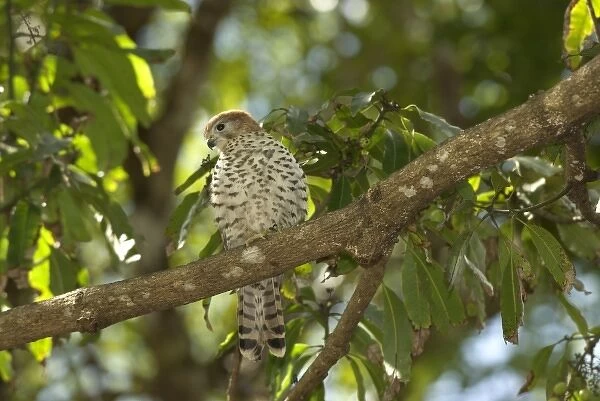 Mauritius. The endemic Mauritius kestrel, Falco punctatus, is the only bird of prey