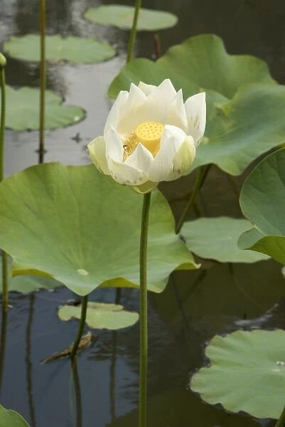 Mauritius, Pamplemousses. The Nelumho (Nelumbo nucifera) found in this Lotus pond