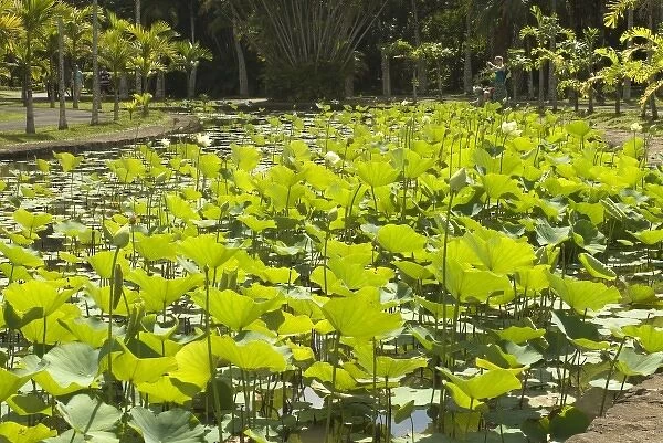 Mauritius, Pamplemousses. The Nelumho (Nelumbo nucifera) found in this Lotus pond