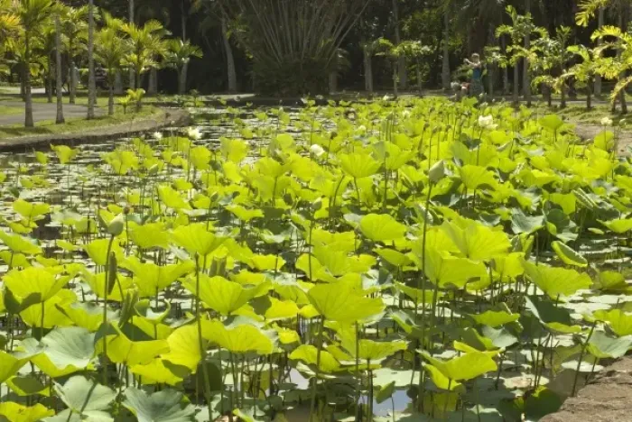 Framed Print : Mauritius, Pamplemousses. The Nelumho (Nelumbo nucifera) found in this Lotus pond Framed Print : Mauritius, Pamplemousses. The Nelumho (Nelumbo nucifera) found in this Lotus pond