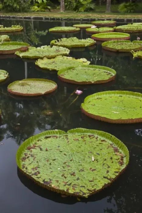 Framed Print : Mauritius, Pamplemousses, SSR Botanical Gardens, Giant Water Lilys, victoria amazonica