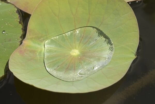 Mauritius, Pamplemousses. Water collected in the leaf of the Nelumho (Nelumbo nucifera)
