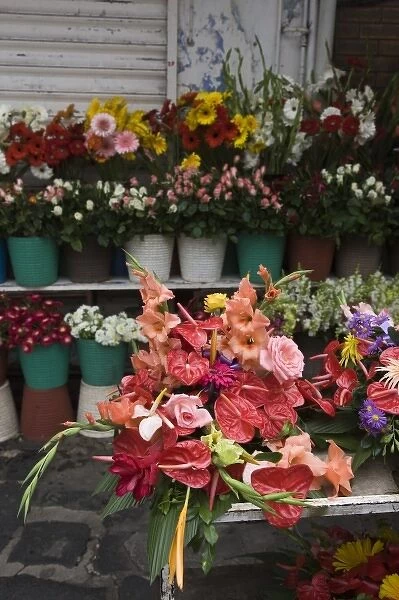 Mauritius, Port Louis, Flower Market, Flamingo Flowers, anthurium andraeanum